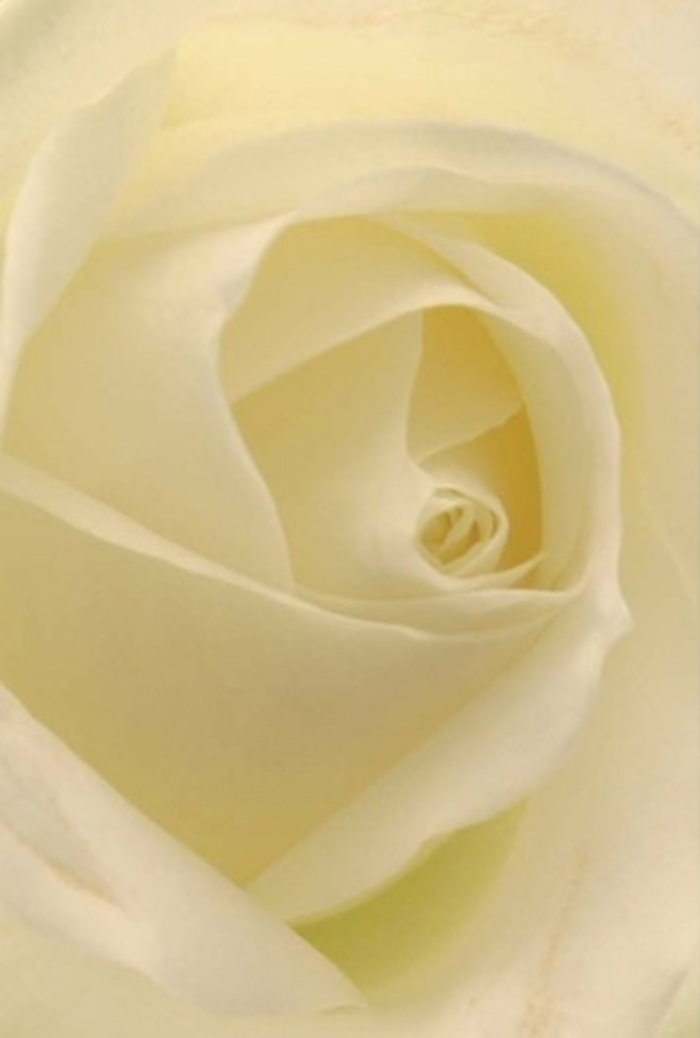 Encountering this classic white rose up close, one is immediately immersed in an atmosphere of tranquility and refinement-tones of white and soft cream blend in seamless unity, much like the welcoming spirit found in Becontree Heath's neighbourhoods. Illuminated by subtle daylight, the petals glow gently, as though illuminated from within, casting faint shadows that deepen the flower's natural texture and depth. The spiral at the centre is impeccably composed, suggesting purity and the steady resilience so often witnessed by florists working in this vibrant East London community. The matte, creamy surface invites a gentle touch, while the rose's imagined scent is pure and soothing-a delicate floral trace that brings calm to any space, from living rooms near Chadwell Heath Lane to chapels along Becontree Avenue. Carefully shaped for occasions marked by both joy and reflection, the rose makes a graceful centrepiece for weddings, romantic gestures, sincere apologies, or moments of remembrance. The artistry of local florists shines in the immaculate arrangement-each petal's tiny nuance a testament to the care and dedication poured into every bouquet created for Becontree Heath's diverse community.