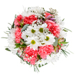 An expression of spring's renewal in Becontree Heath, this thoughtfully styled bouquet centres on radiant white daisies with lively green hearts, their brightness echoed by soft clouds of coral-pink carnations. Ruffles of carnations create gentle movement, while delicate gypsophila adds an airy, starlit quality, reminiscent of blossoms along the paths of St. Chad's Park. Tucked amongst the display are slender stems-perhaps alstroemeria-their faint blush and purple tones lending extra sophistication and promise. The flowers are enveloped in cool eucalyptus and varied greenery, which enhance the composition's freshness and natural depth. Presented on a pure white background, every hue and line stands in harmonious balance, the result of careful work by Becontree Heath's local florists. Ideal for celebrating a milestone, sending gratitude, or offering comfort to loved ones near Becontree Avenue or Valence Library, this bouquet brings together the artistry, warmth, and optimism of its community.